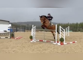 Irish Sport Horse, Wallach, 11 Jahre, 183 cm, Brauner