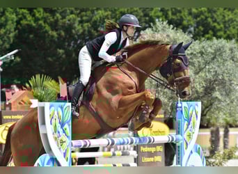 Irish Sport Horse, Wallach, 11 Jahre, 183 cm, Fuchs
