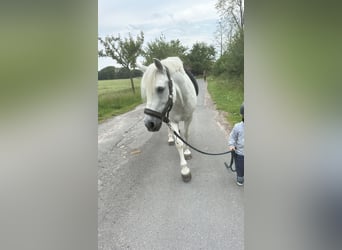 Irish Sport Horse Mix, Wallach, 12 Jahre, 135 cm, Schimmel