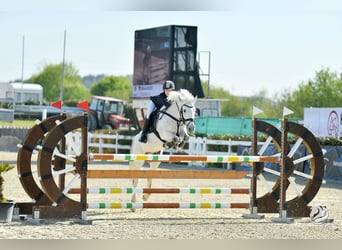 Irish Sport Horse, Wallach, 12 Jahre, 147 cm, Schimmel