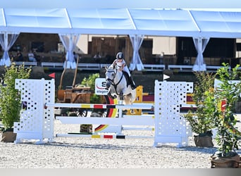 Irish Sport Horse, Wallach, 12 Jahre, 147 cm, Schimmel
