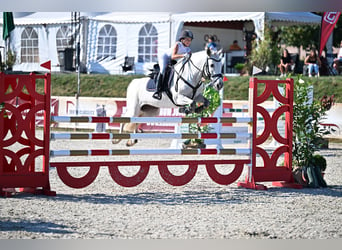 Irish Sport Horse, Wallach, 12 Jahre, 147 cm, Schimmel