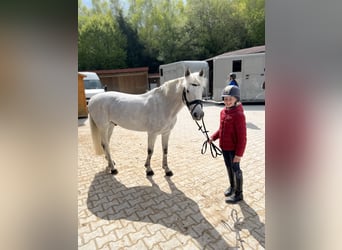 Irish Sport Horse, Wallach, 12 Jahre, 147 cm