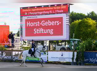 Irish Sport Horse, Wallach, 12 Jahre, 147 cm