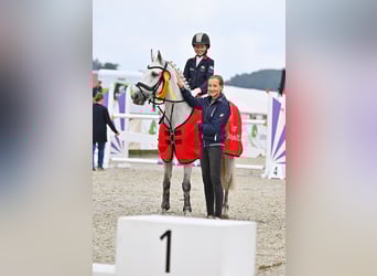 Irish Sport Horse, Wallach, 12 Jahre, 147 cm