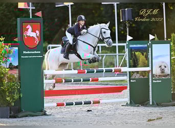 Irish Sport Horse, Wallach, 12 Jahre, 147 cm
