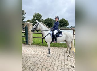 Irish Sport Horse, Wallach, 12 Jahre, 147 cm
