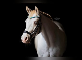 Irish Sport Horse, Wallach, 12 Jahre, 152 cm, Cremello