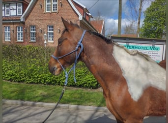 Irish Sport Horse, Wallach, 12 Jahre, 152 cm, Schecke