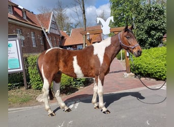 Irish Sport Horse, Wallach, 12 Jahre, 152 cm, Schecke