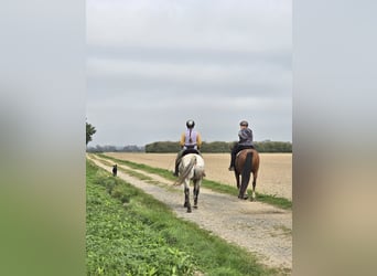 Irish Sport Horse Mix, Wallach, 12 Jahre, 158 cm