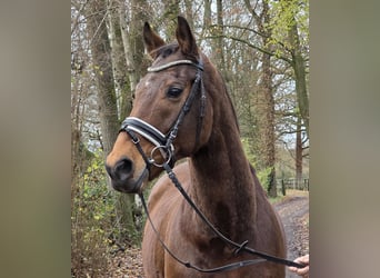 Irish Sport Horse Mix, Wallach, 12 Jahre, 165 cm, Brauner