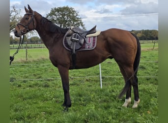 Irish Sport Horse Mix, Wallach, 12 Jahre, 165 cm, Brauner