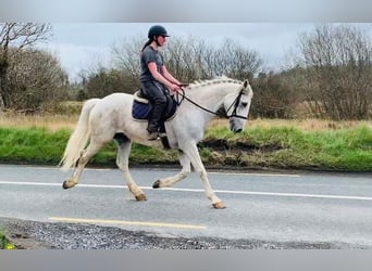Irish Sport Horse, Wallach, 12 Jahre, 166 cm, Schimmel