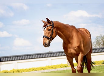 Irish Sport Horse, Wallach, 12 Jahre, 167 cm, Fuchs