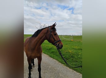 Irish Sport Horse, Wallach, 12 Jahre, 168 cm, Brauner