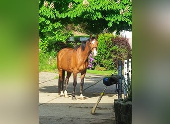Irish Sport Horse, Wallach, 12 Jahre, 168 cm, Brauner