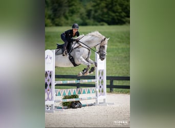 Irish Sport Horse, Wallach, 12 Jahre, 168 cm, Schimmel