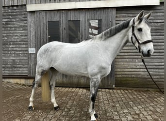 Irish Sport Horse, Wallach, 12 Jahre, 168 cm, Schimmel