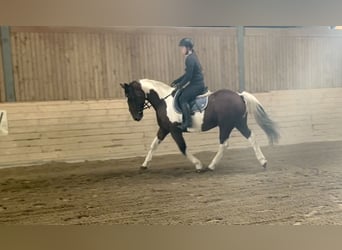 Irish Sport Horse, Wallach, 12 Jahre, 170 cm, Schecke