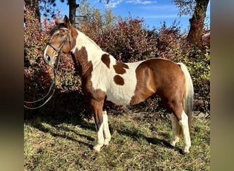 Irish Sport Horse, Wallach, 12 Jahre, 170 cm, Schecke