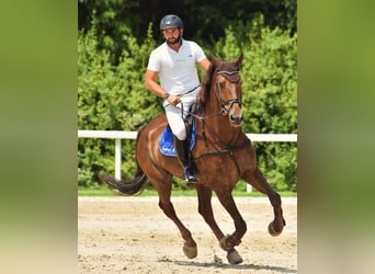 Irish Sport Horse, Wallach, 12 Jahre, 175 cm, Dunkelfuchs