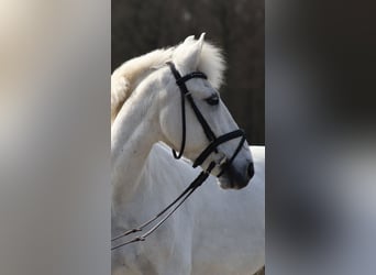 Irish Sport Horse Mix, Wallach, 13 Jahre, 140 cm, Schimmel