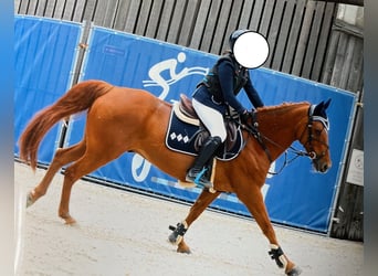 Irish Sport Horse, Wallach, 13 Jahre, 148 cm, Fuchs