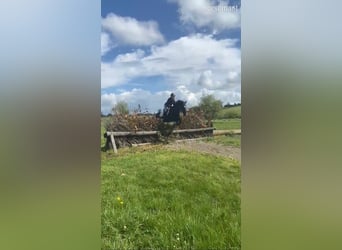Irish Sport Horse, Wallach, 13 Jahre, 163 cm, Rappe
