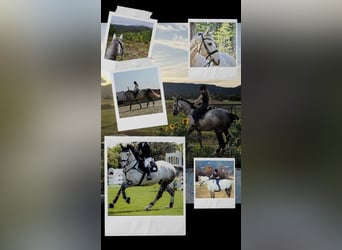 Irish Sport Horse, Wallach, 13 Jahre, 165 cm