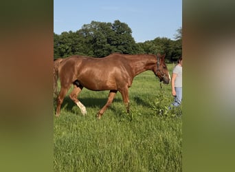 Irish Sport Horse, Wallach, 13 Jahre, 169 cm, Fuchs