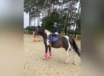 Irish Sport Horse, Wallach, 14 Jahre, 148 cm, Schecke