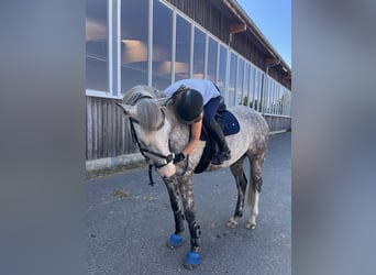 Irish Sport Horse, Wallach, 14 Jahre, 164 cm, Apfelschimmel