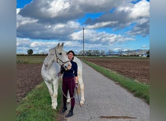 Irish Sport Horse, Wallach, 14 Jahre, 167 cm, Braunfalbschimmel