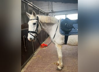 Irish Sport Horse, Wallach, 14 Jahre, 167 cm, Braunfalbschimmel