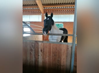 Irish Sport Horse, Wallach, 14 Jahre, 170 cm, Schecke