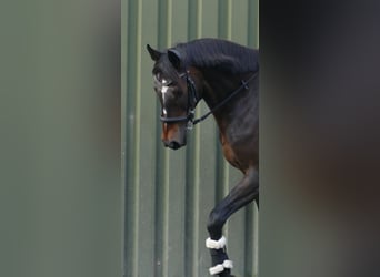 Irish Sport Horse, Wallach, 14 Jahre, 171 cm, Dunkelbrauner