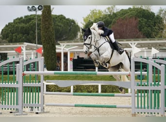 Irish Sport Horse, Wallach, 14 Jahre, 175 cm, Schimmel