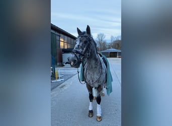 Irish Sport Horse, Wallach, 15 Jahre, 148 cm