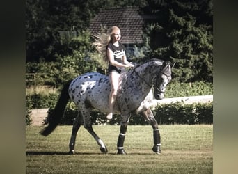 Irish Sport Horse, Wallach, 15 Jahre, 148 cm