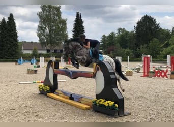 Irish Sport Horse, Wallach, 15 Jahre, 150 cm, Schimmel