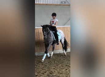 Irish Sport Horse, Wallach, 15 Jahre, 150 cm, Schimmel