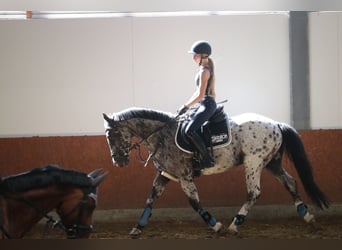 Irish Sport Horse, Wallach, 15 Jahre, 150 cm, Schimmel