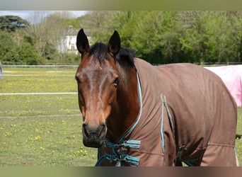 Irish Sport Horse, Wallach, 15 Jahre, 158 cm, Rotbrauner