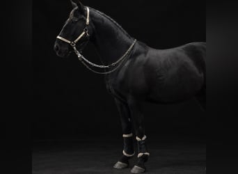 Irish Sport Horse, Wallach, 15 Jahre, 165 cm, Rappe