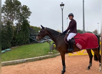 Irish Sport Horse, Wallach, 15 Jahre, 168 cm, Brauner