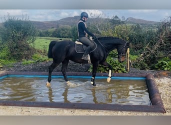Irish Sport Horse, Wallach, 15 Jahre, 168 cm