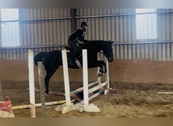 Irish Sport Horse, Wallach, 15 Jahre, 168 cm