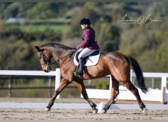 Irish Sport Horse, Wallach, 15 Jahre, 172 cm, Rotbrauner