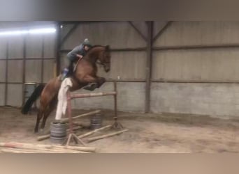 Irish Sport Horse, Wallach, 15 Jahre, 172 cm, Rotbrauner